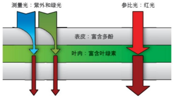 植物多酚叶绿素仪