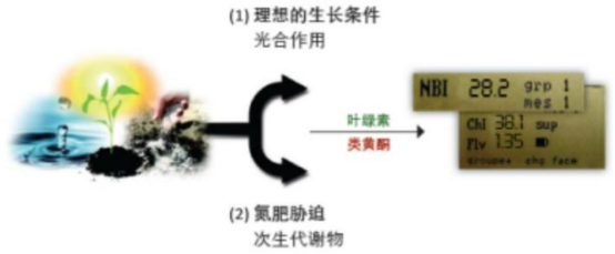 植物多酚叶绿素仪