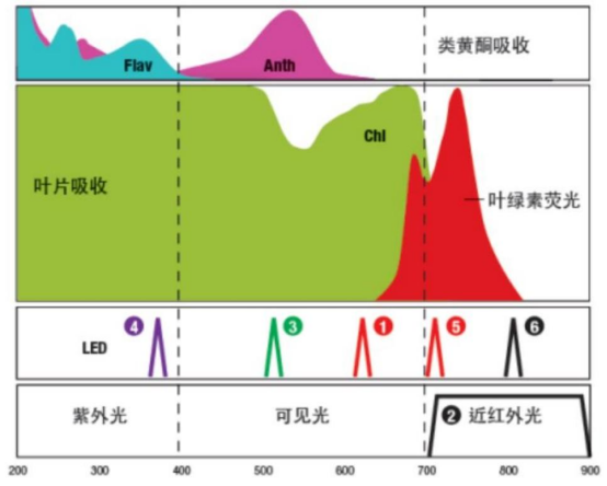 植物多酚叶绿素仪